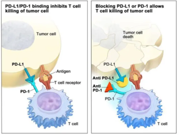 Fig. 13: Inibidores do PD-1/PD-L1 (1)