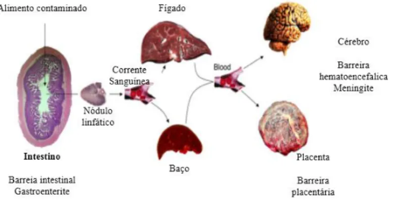 Figura 1 – Representação gráfica da fisiopatologia da listeriose humana (adaptado de Vásquez-Boland  et al., 2011)