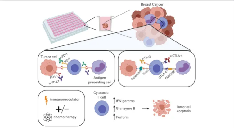 FIGURE 5 | Model of the developed platform for drug screening. With the developed 3D co-culture system here described it is possible to perform a drug screening—multiple approaches per plate