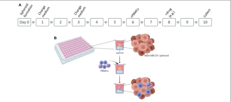 FIGURE 1 | Establishment of 3D co-culture of breast cancer cell line and patient-derived immune cells