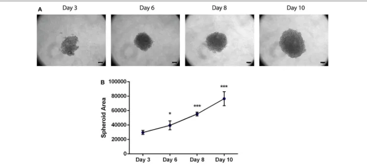 FIGURE 2 | Area of the 3D spheroids with MDA-MB-231 breast cancer cell line increases with time