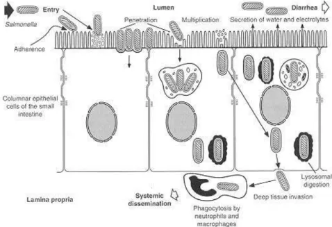Figure 2 - Invasion of intestinal mucosa by Salmonella (Giannella, 1996). 