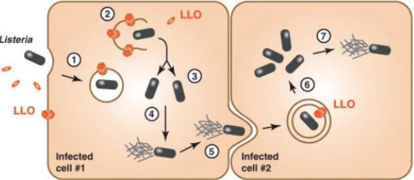 Figure 4 - Schematic representation of Listeria intracellular life cycle.  