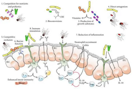 Figure  5  shows  a  schematic  overview  of  the  potential  mechanisms  whereby  probiotic  microorganisms might influence the intestinal microbiota (Toole and Cooney, 2008)