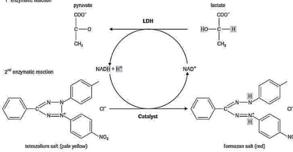 Figure 6 - Cytotoxicity test principle . 