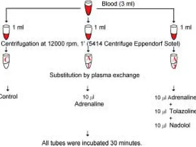 Fig. 1. Schematic representation of blood samples aliquots manipulation in absence and presence of effectors (adrenaline 10 − 5 M, tolazoline 10 − 5 M and nadolol 10 − 5 M) in order to further biochemical parameters determinations (erythrocyte acetylcholin