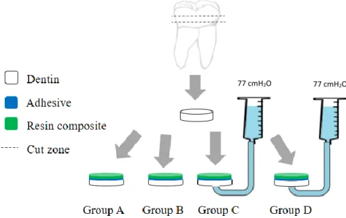 Figure 2 – Specimen division into the 4 experimental groups, adapted from Oliveira 2014 (Oliveira  2014)