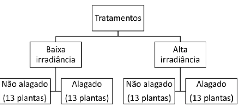 Figura 3. Distribuição das plantas por tratamento. 