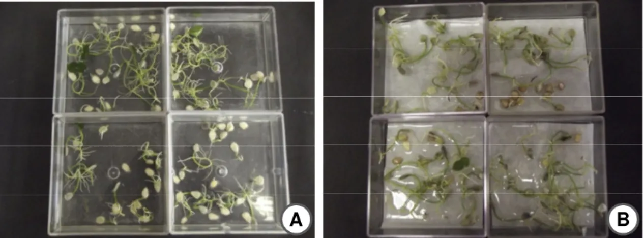 Figura 4. Sementes de Genipa americana germinando no tratamento de alagamento (A) e no  controle com papel filtro umedecido (B)