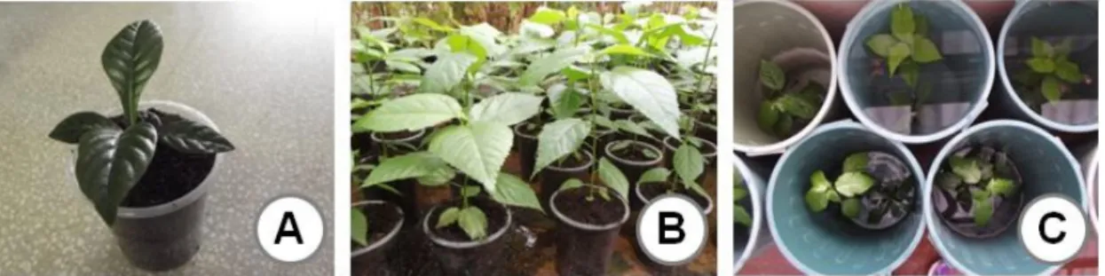 Figura  5.  Plantas  jovens  de  Genipa  americana  (A)  e  de  Guazuma  ulmifolia  (B)  em  vaso  plástico com Bioplant®, antes da imposição dos tratamentos de alagamento parcial e total e  experimento montado (C)