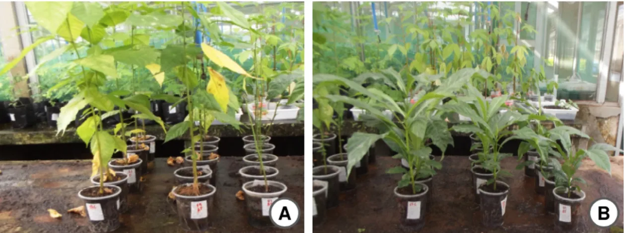 Figura 6. Plantas de  Guazuma  ulmifolia (A) e  Genipa  americana (B) mantidas em casa de  vegetação para a recuperação por 30 dias