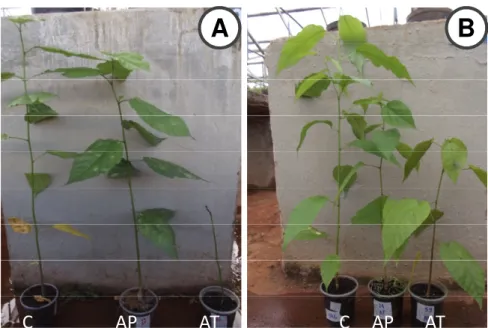Figura  8.  Plantas  de  Guazuma  ulmifolia  da  Amazônia  (A)  e  do  Cerrado  (B)  30  dias  após  tratamentos (Controle (C), Alagamento Parcial (AP) e Alagamento Total (AT))