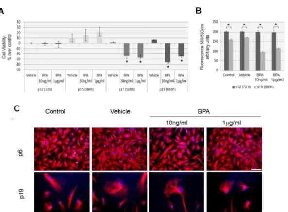 Figure 2 - Evaluation of BPA exposure effects on cellular viability and morphology on aging  HUVEC  cells