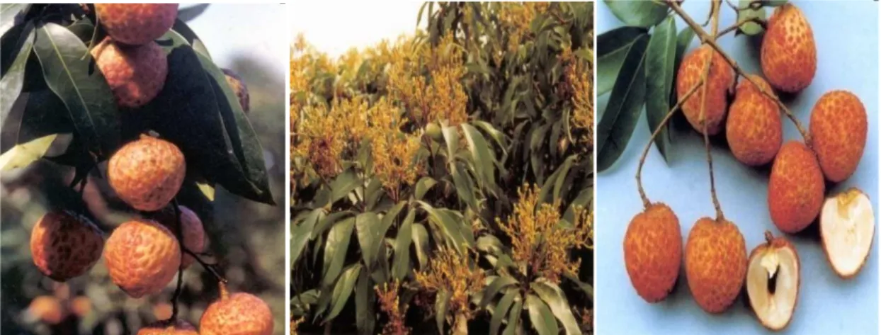 Figura  2.  Frutificação  de  plantas  cv  ‘Nuomici’,  flores  femininas  normalmente  polinizadas e fertilizadas apresentando desenvolvimento vigoroso, frutos de casca fina,  polpa delicada e semente pequena