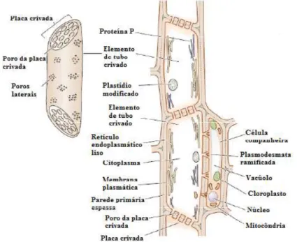 Figura  8.  As  principais  estruturas  celulares  do  floema,  (LOUREIRO,  M.  E  &amp; 