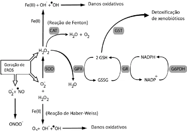 Figura  3:  Defesas  antioxidantes  enzimáticas  trabalham  em  conjunto  para  proteger  as  células  contra  espécies  reativas  de  oxigênio