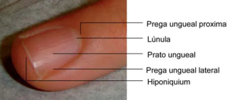 Figura 1 – Anatomia da Unha normal