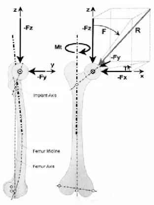 Figura 13:  Componentes da FRS exercidas sobre o fémur  ( Lim et al., 1999).