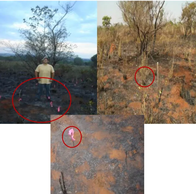 Figura 2. Manchas de Andropogon gayanus e Melinis minutiflora após queimada, em  setembro de 2010, em área de cerrado ralo no Parque Nacional de Brasília, Brasília,  DF