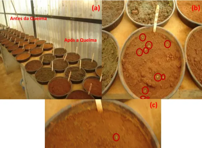 Figura  6.  Disposição  dos  pratos  utilizados  para  o  estudo  de  banco  de  sementes  no  solo coletado em área de cerrado ralo, antes e após queima em setembro de 2010, no  Parque Nacional de Brasília, Brasília, DF (a); plântulas de dicotiledôneas (b