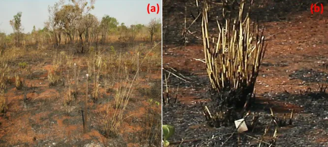 Figura 12. Subárea dominada pela espécie Andropogon gayanus em área de cerrado  ralo, após queima de 2010, no Parque Nacional de Brasília, Brasília, DF (a); Touceira  de Andropogon gayanus após passagem do fogo em 2010 (b)
