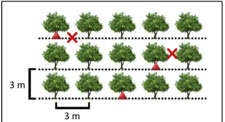 Figura 4 - Esquema representativo da coleta de amostras de solo (ícones em verde representam as mudas de  Copaíba plantadas, pontos aleatórios de coleta  de  amostras  de  solo nas  covas  das Copaíbas (pontos  Cc  ou  Ct), pontos aleatórios de  coleta  de