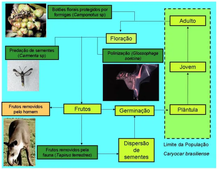 Figura 2: Diagrama esquemático mostrando as transições entre os vários estágios de vida de  Caryocar brasiliense (plântula, jovem e adulto), assim como os processos associados (floração,  dispersão de sementes e germinação)