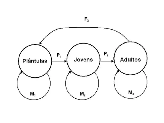 Figura 6: Diagrama esquemático do modelo de estágios de vida de Caryocar brasiliense. F =  fecundidade, M = sobrevivência com permanência na mesma classe e P = sobrevivência com  passagem de classe