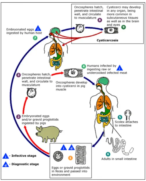 Figura 1 – Ciclo de vida de Taenia solium. Adaptado de  https://www.cdc.gov/dpdx/cysticercosis/index.html