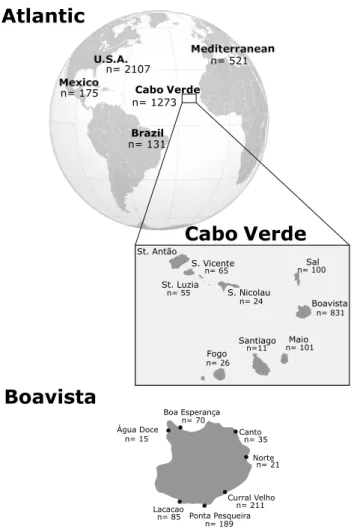Figure 1.  Sample origin across the three geographic regions. Represented are the number of sequences used  in this study for each specific geographic scale: Atlantic, regional (Cabo Verde) and local (Island of Boa Vista)