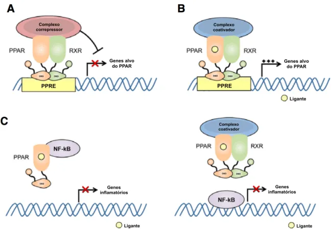 Figura 3.  Mecanismos de controle da atividade transcricional pelos PPARs. 