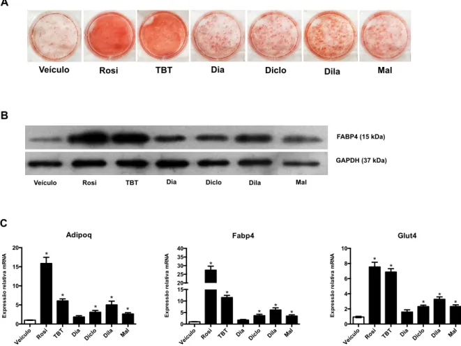 Figura 11. Os DBTs induzem a adipogênese em cultura de células 3T3-L1. 