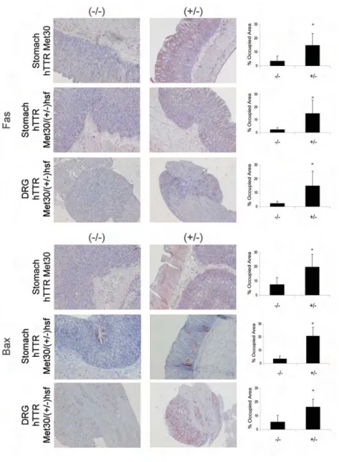 Figure 4. Representative Fas (upper panels) and Bax (bottom panels) staining in stomach and DRG tissue of TTR transgenic mice