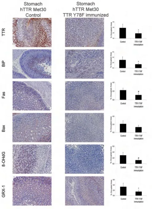 Figure 5. Representative immunohistochemistry of TTR, BiP, Fas, Bax, 8-OHdG and Grx1 in stomach tissue of TTR Y78F immunized transgenic mice 9-10 months old (right; n = 6) and nonimmunized age-matched controls (left; n = 6)