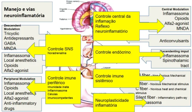 Fig. 1D – Vias de controle da resposta neuroinflamatória. 