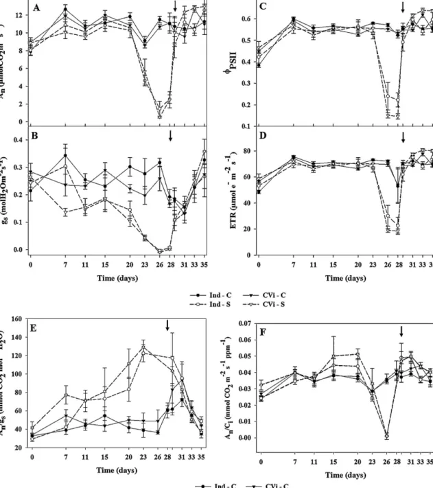 Fig. 4. Effect of drought stress and re-watering on (A) net photosynthesis (A n) , (B) stomatal conductance to water vapour (g s ), (C) photosystem II operating efﬁciency ( PSII ), (D) electron transport rate (ETR); (E) intrinsic water use efﬁciency (A n /