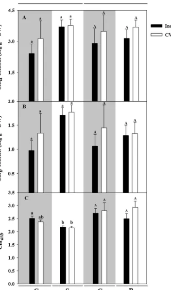 Fig. 5. Effect of drought stress and re-watering on chlorophyll (Chl) content. (A) Chl a