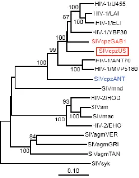 Fig. 3: Relação filogenética de ancestralidade entre os lentivírus de primatas (VIH e SIV) com base no gene env