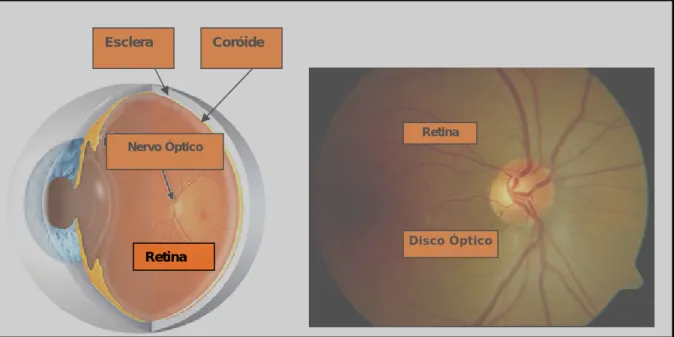 Figura 1: esquema representativo da retina e nervo óptico (à esquerda) e 