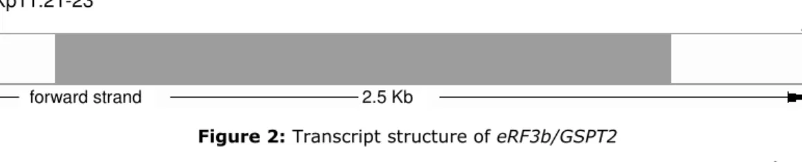 Figure 2: Transcript structure of eRF3b/GSPT2 