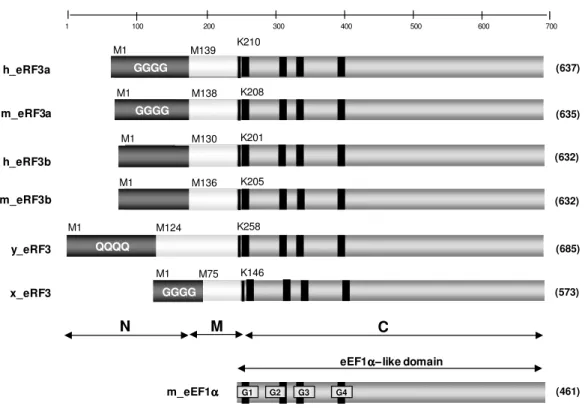 Figure 3: Schematic representation of the eRF3 family. Proteins belonging to the eRF3 family could  be divided into three regions: an amino terminal non-conserved region (N), a median domain (M) of 