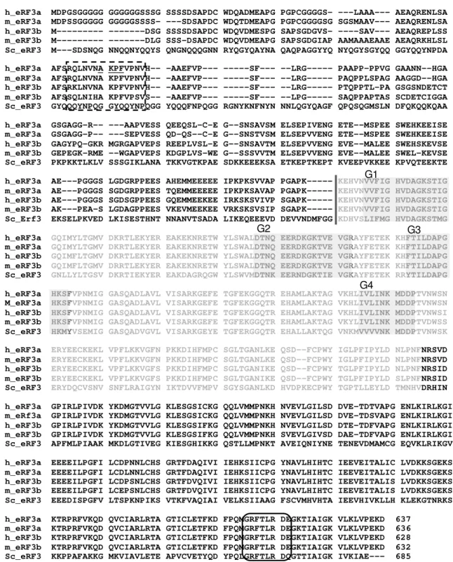 Figure  4:  Alignment  of  the  amino  acid  sequences  of  human  and  mouse  eRF3a  and  eRF3b  and  S