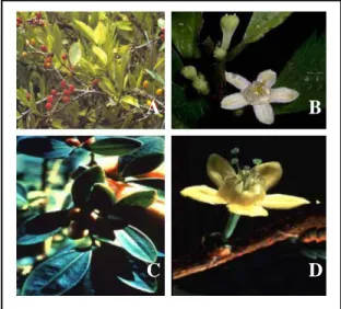 Figura 2. Fotografias do arbusto Erythroxylon  coca  (a) folhas e frutos; (b) e (d) flor; (c) folha  (Fotos:http://asanbiotech.co.kr/img/inform/p02a_1 2.jpg)
