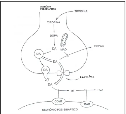 Figura 3. Mecanismo de ação clássico do psicoestimulante  cocaína no SNC (Fonte: Cooper et al., 1996; com adaptações)