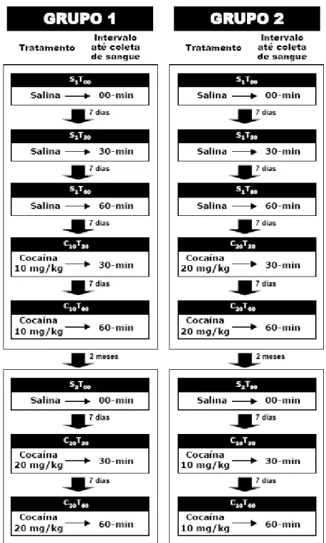 Figura 8. Esquema do procedimento experimental empregado nas  duas fases do Estudo 1 para a análise dos efeitos  neuroendócrinos a curto prazo da cocaína, indicando a sequência  realizada em cada grupo experimental, os tratamentos  administrados e os inter