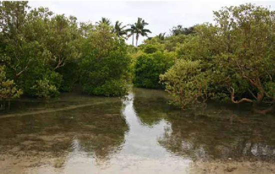 Figure 2. Mangroves at Inhaca Island, Maputo.