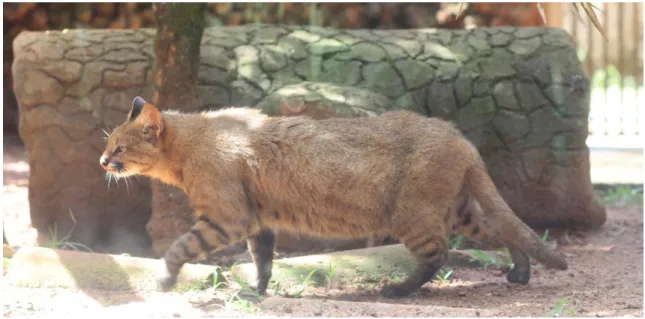Figura 1. Exemplar de gato palheiro (Leopardus colocolo) do Zoológico de Brasília. 