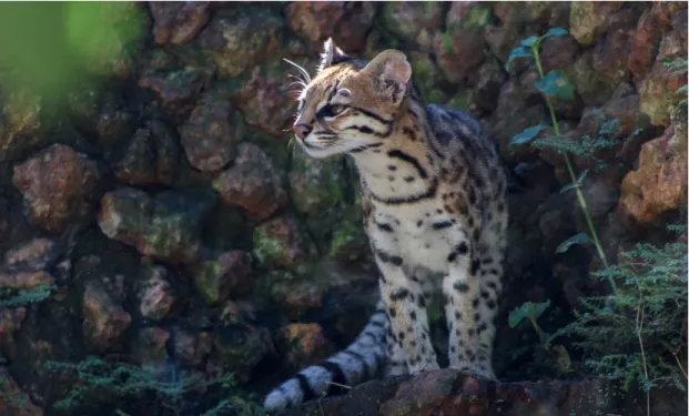 Figura 2. Exemplar de gato-do-mato (Leopardus tigrinus) do Zoológico de Brasília 