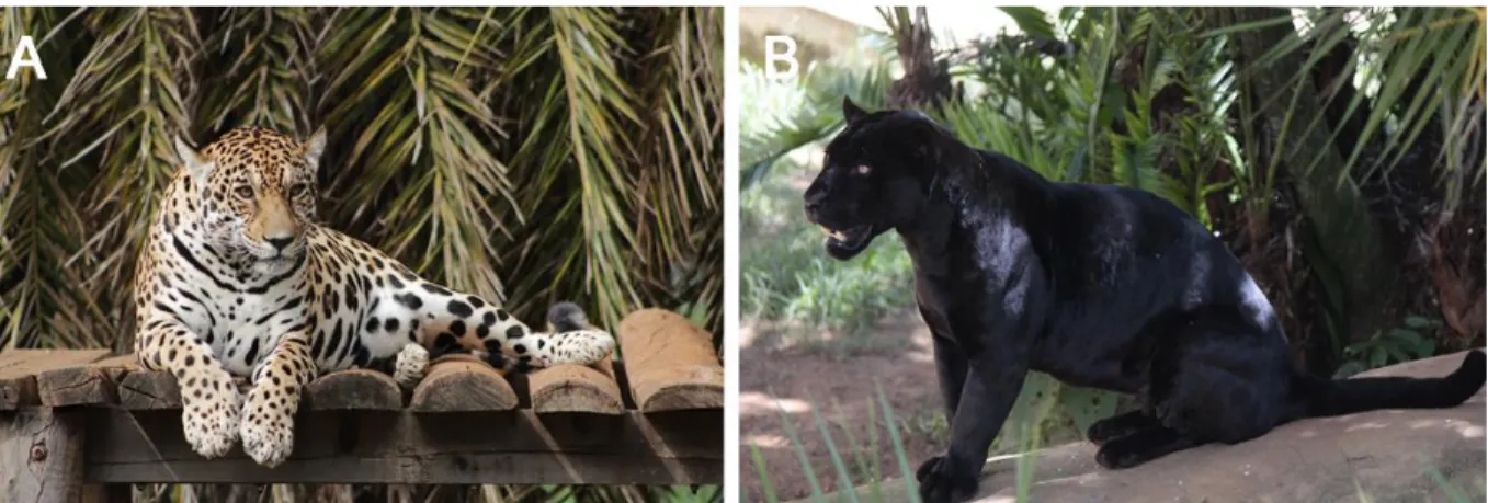 Figura  3.  Exemplares  de  onça  pintada  (Panthera  onca)  do  Zoológico  de  Brasília