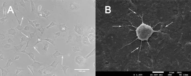 Figura 7. Fibroblasto de Panthera onca (onça preta) em microscopia óptica e eletrônica de varredura